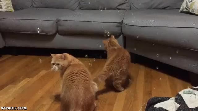 entretenidos toda la tarde,gato,gatos,burbujas,sofa