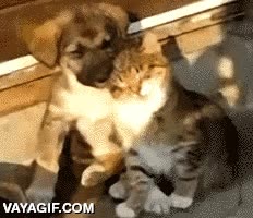 perro,gato,echarse,tumbarse,bruscamente,encima,cabezazo