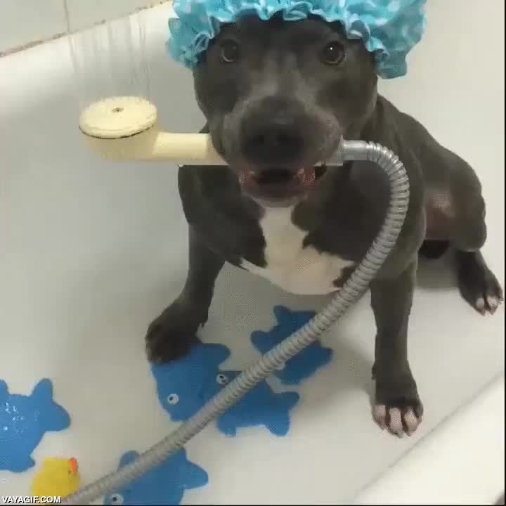 baño,pitbull,perro,gorro de ducha,esponja,lavarse,bañarse