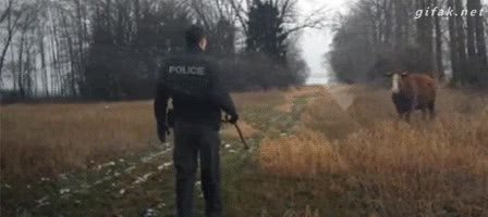 vaca,bosque,embestir,cargar,thug life vacuno