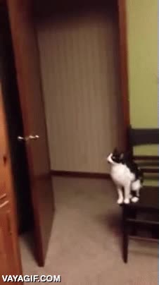 Intentamos dejar fuera del alcance del gato algunas cosas, pero es imposible Nada esta fuera de su alcance,saltar,gato,salto,armario,trepar