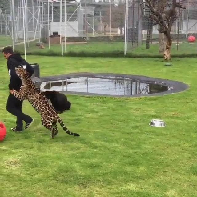 conga,jaguar,un poco pegajoso,animal,agarrar,a dos patas,aprender