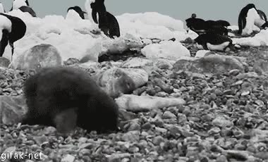Cuando te caes por la calle y te levantas rápido para que nadie se dé cuenta caer,pinguino,torpeza,adorable,pingu,de boca,fail