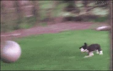 pelota,fitness,yoga,perro,rodar,salir disparado,fail,voltereta