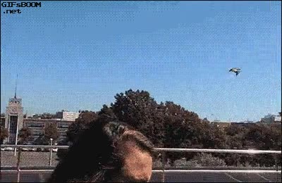 fail,pajaro,chocar,liberar,demasiada limpieza también es malo