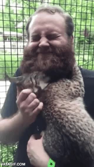 barba,acariciar,restregarse,lince,gato