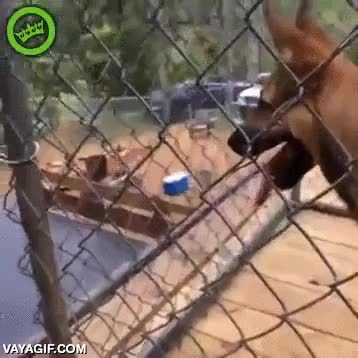 skaters,morder el skate a través de la valla,fail,caida,al suelo