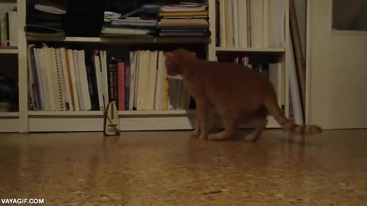 responde a la vez que la maquina,metronomo,ritmo,tempo,curiosidad,gato