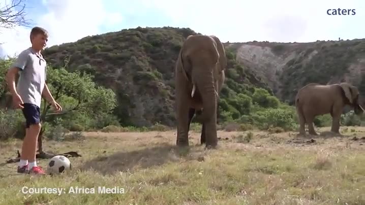lo normal,elefante,jugar,futbol,pelota,chutar