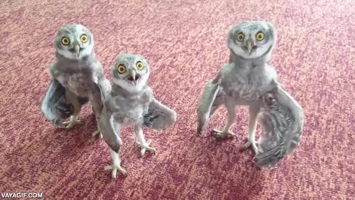 buho,lechuza,tres,trio,sonido