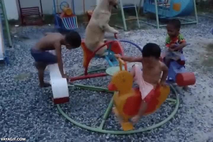 perro,en medio,carrusel,parque,niños,disimular,golden retriever