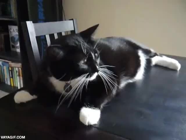 La reacción de este gato al sonido de las púas de un peine no hay quien la entienda entender,por qué hace eso?,gato,sacar la lengua,reaccion extraña