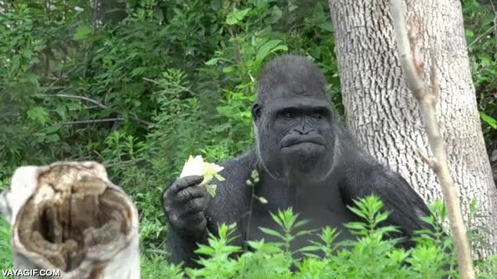 tranquilo,gorila,elegante,comer,lechuga,es un poco caracono no?
