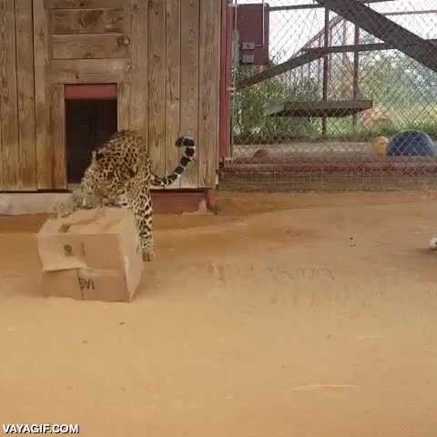 leopardo,jaguar,jugar,caja de cart&oacute;n,zoo,gato grande