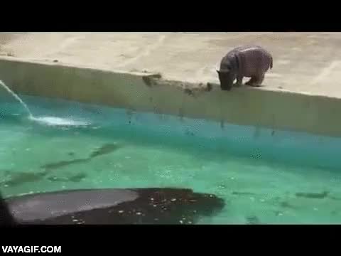 fail,de boca,hipopotamo,madre preocupada,charca,caer