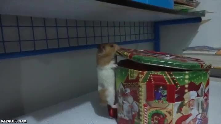 hamster,robar,galletas,abrir,caja de lata,determinaci&oacute;n