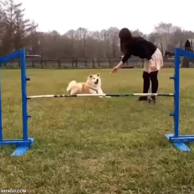 Con los perros grandes los circuitos de agility son algo más difíciles, pero con este mejor desisto pedazo de salto,saltar,perro,akita inu,valla,tirar,el intento de salto lo hace
