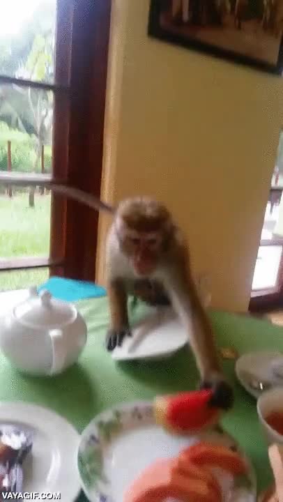 provisiones,mono,robar,llevarse,mesa,tortitas,gorila
