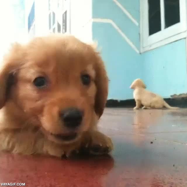 perro,chupar cámara,delante,adorable,cachorro,me lo como