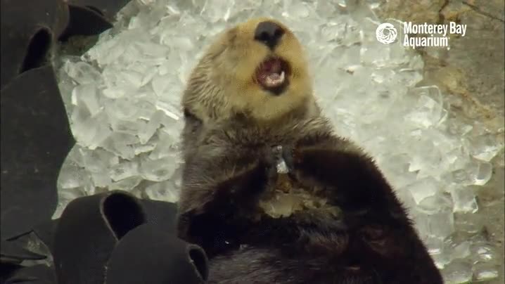 para ella son piedras de agua fr&iacute;a,cubitos,hielo,nutria