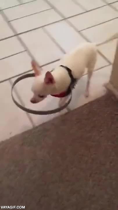 sistema,ciego,ceguera,perro,chocar,rebotar,evitar hacerse da&ntilde;o