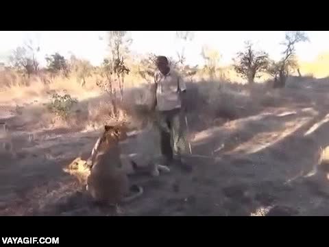 rascar,leon,leones,barriga,breakdance,vivir al l&iacute;mite