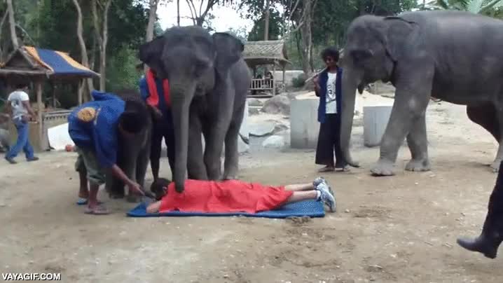 Enlace a Deja que los elefantes te hagan un masaje dijeron, será relajante dijeron