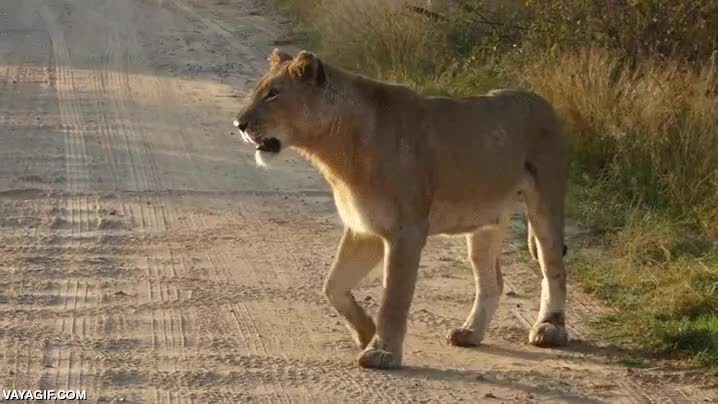 leona,leon,cachorro,cr&iacute;a,adorable,bolita de pelo,espera a que crezca