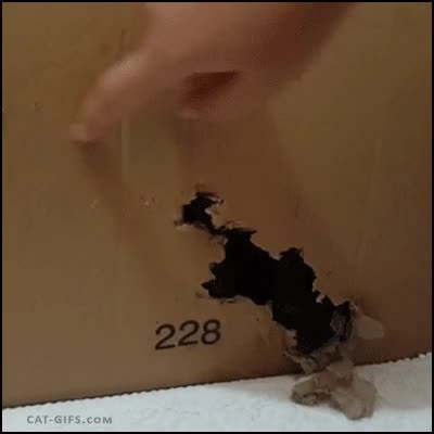 Erwin Schr&ouml;dinger,gato,caja,zarpa,atacar,enfadado,rabioso