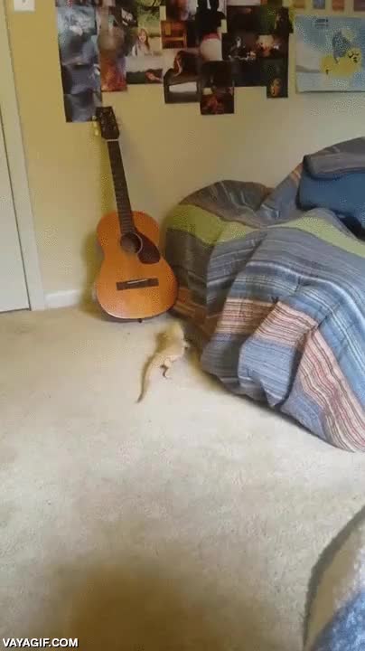 escalar,trepar,lagarto barbudo,subir,cama,spider-lizard,movimiento sinuoso de cabeza