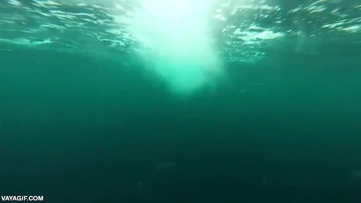 miedo,velocidad,orca,mar abierto,nadar