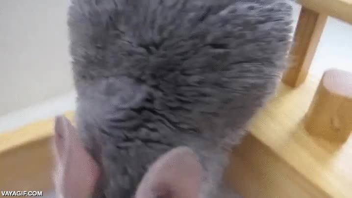 rebozada,creo que es una especie de ba&ntilde;o,raton,chinchilla,arena