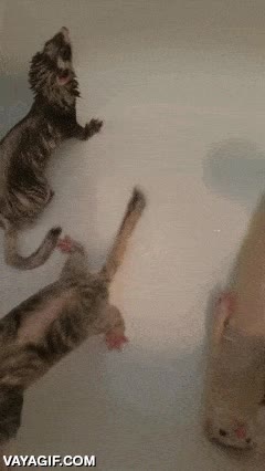 absorto,huron,bañera,de espaldas,relax,tranquilo,parece que le gusta el agua