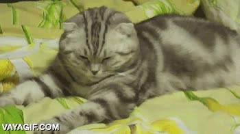 gato,dormirse,quedarse frito,cansancio,lunes,mucha semana por delante