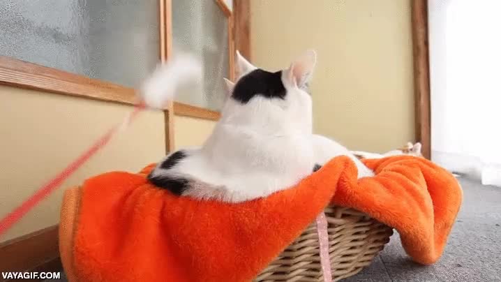 gato,pelea,guantazo,menudo sopapo,mala leche,jugar