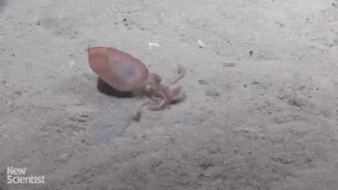 calamar,pulpo,esconderse,enterrarse,fondo marino,que velocidad,menuda tecnica