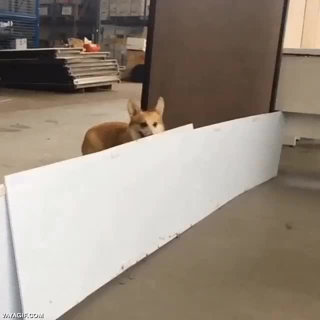 perro,corgi,saltar,valla,muro,impedimento,escapar