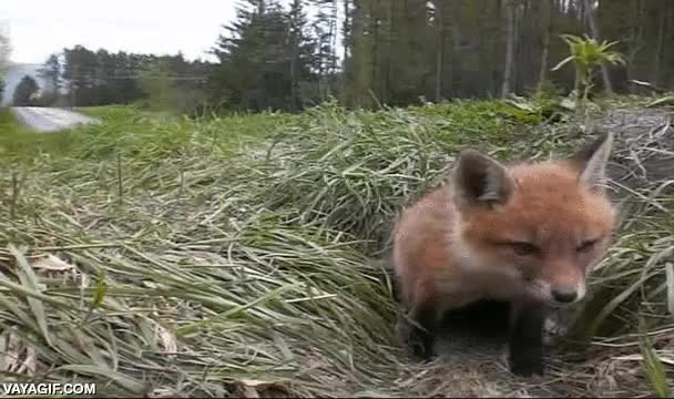 Enlace a Bueno, ya es hora de salir de la madriguera, espera... ¿has oído eso? 