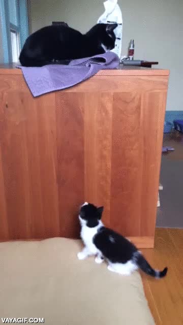 gato,gatito,cachorro,saltar,intentar llegar,toalla,mueble