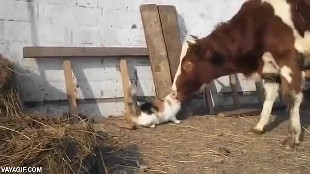 lo lava en dos pasadas,lengua,amigos,vaca,gato