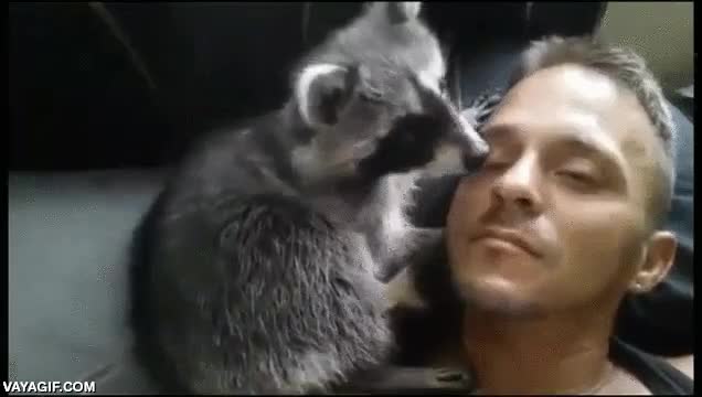 mapache,mascota,acariciar,restregarse,cari&ntilde;o,mimos