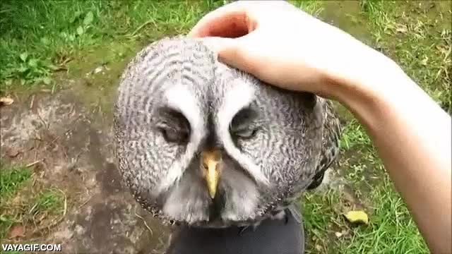 mimosos,buho,dejarse tocar,dejarse acariciar