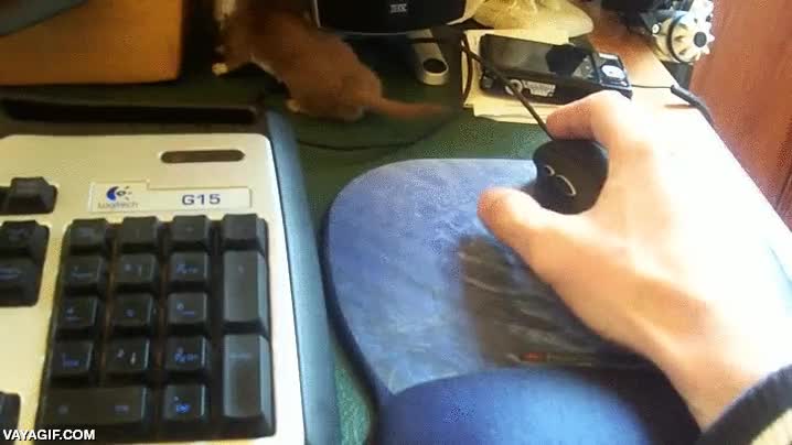 mustela,roedor,muy adorable,raton,jugar,dedo