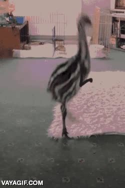 emu,ya salio este gif pero sin los brazos,que risa,perro
