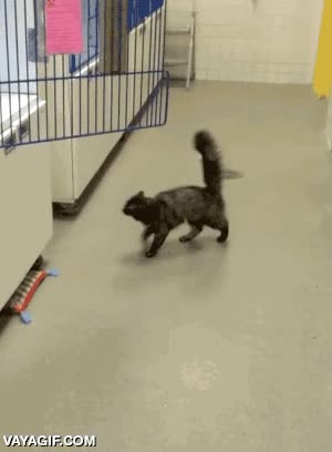 intentar,salto,saltar,jaula,gato,intento