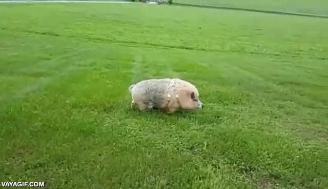 galope,galopar,cerdo,correr,cesped