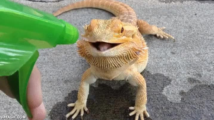 como entrenar a tu dragon,dragon barbudo,lagarto,iguana,agua