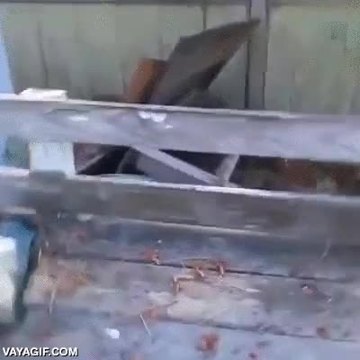 sorpresa,oso,bastante grande,patio,jard&iacute;n,descubrir,encontrarse