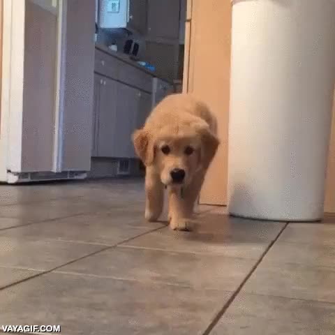 adorable,cachorro,perro,golden retriever,acercarse sigilosamente