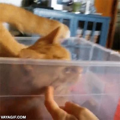 traicion,gato,caja transparente,caer,fail,equilibrio